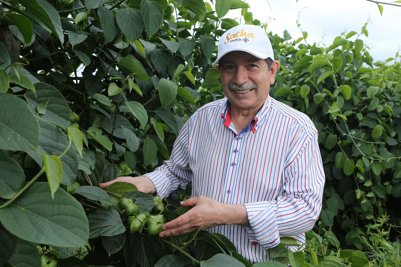 Productor de AsoproSacha en el cultivo de Sacha Inchi en La Mesa, Cundinamarca