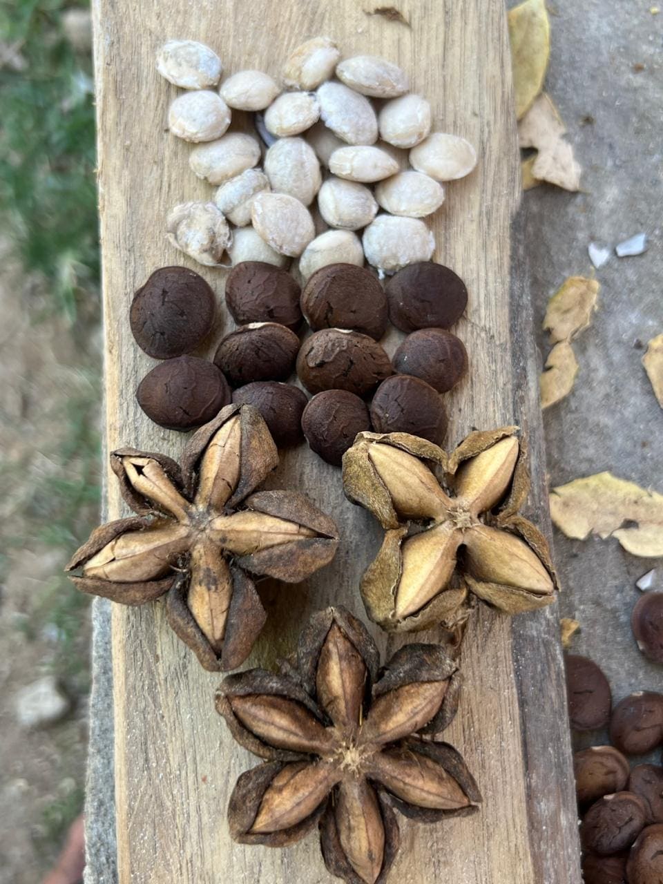 Mantequilla de Sacha Inchi